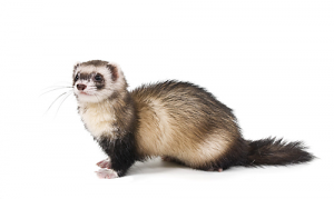 All about Weasels